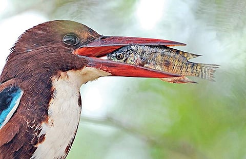 இயற்கையைத் தேடும் கண்கள் 17: மீன்கொத்தியே… மீன்கொத்தியே…