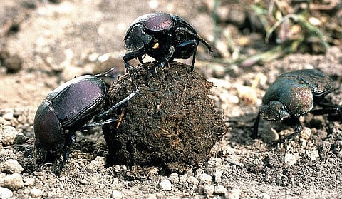 தொட்டனைத்து ஊறும் அமிழ்தம் 95: சாண வண்டுகள் சாலச் சிறந்தவை