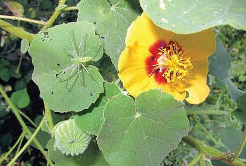 மூலிகையே மருந்து 18: நோயைத் துரத்தும் துத்தி