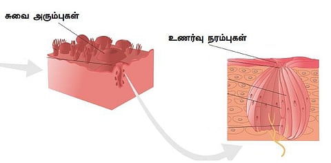 உடல் எனும் இயந்திரம் 36: ருசி தெரிவது எப்படி?