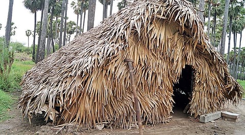 கற்பக தரு 19: விடிலி