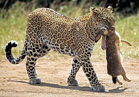 இயற்கையைத் தேடும் கண்கள் 19: குட்டிகளுக்காக ‘குட்டி’ வேட்டை!