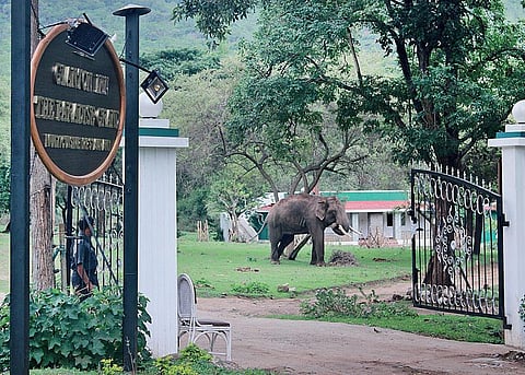 யானைக்கு ‘நல்வழி’ காட்டிய தீர்ப்பு