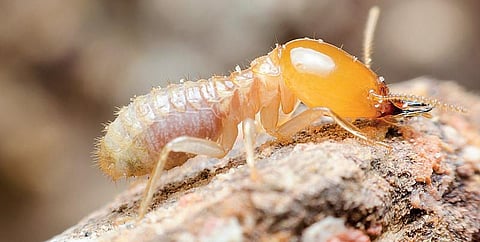 தொட்டனைத்து ஊறும் அமிழ்தம் 97: கண்ணியம் மிக்க கரையான்கள்