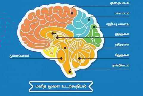 உடல் எனும் இயந்திரம் 39: மூளைக்குள் ஒரு தொலைபேசி நிலையம்!