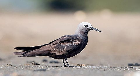 ‘நாடி அதை நாடி...