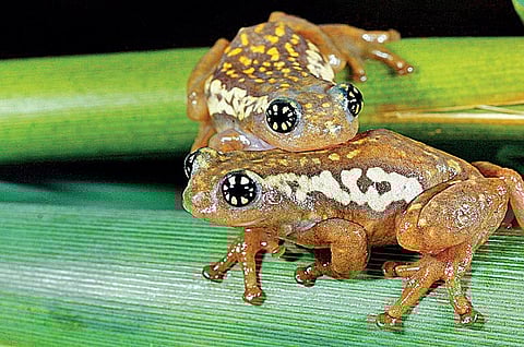 மூங்கில் தவளை