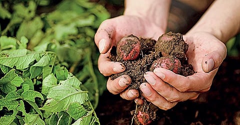 தொட்டனைத்து ஊறும் அமிழ்தம் 99: இயற்கை வேளாண்மை என்னும் மெய்யியல்