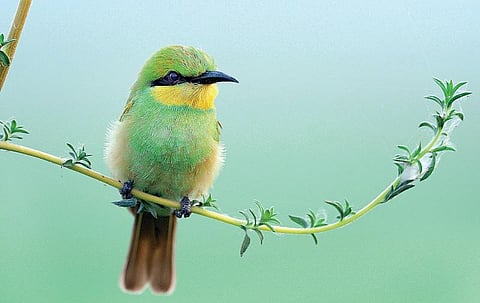 இயற்கையைத் தேடும் கண்கள் 22: பறந்தபடி பறந்து பிடி…