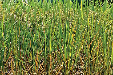 மழை வெள்ளம் தாங்கும் புதிய நெல் ரகம்﻿