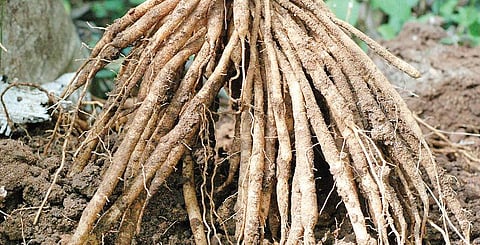 மூலிகையே மருந்து 25: நலம் வளர... ‘தண்ணீர்விட்டான்!’