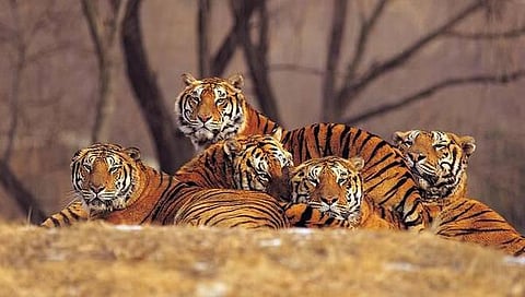 இந்திய - நேபாள சாலைப்பணிக்காக புலிகள் நடமாடும் காட்டில் 55 ஆயிரம் மரங்களை வெட்ட அரசு முடிவு