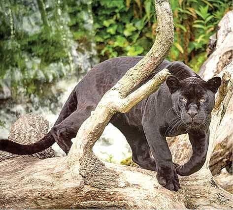 இது எந்த நாடு?- 82: கார்ல் ஹூப்பரின் நாடு