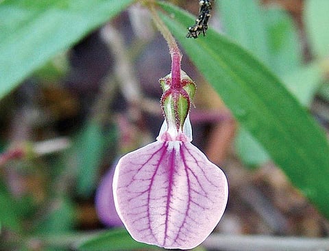 மூலிகையே மருந்து 26: தரமான தாதுவுக்கு ‘தாமரை’