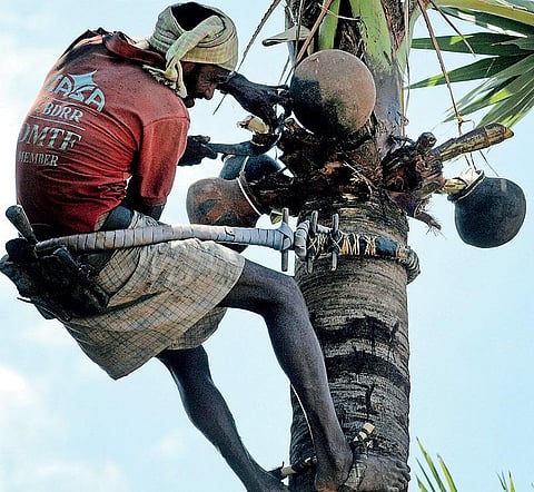 கற்பக தரு 27: பாளையருவா, மட்டையருவா