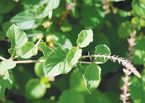 மூலிகையே மருந்து 29: நோய் உருவும் நாயுருவி!