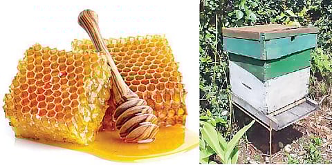 தேன் ஊற்றெடுக்கும் ஊர்