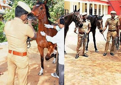 குதிரை உதைத்ததில் காவலரின் தாடை உடைந்தது: கண் பார்வை பறிபோனது