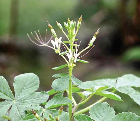 மூலிகையே மருந்து 31: நலத்தின் நல்‘வேளை!’