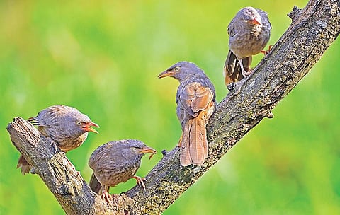 இயற்கையைத் தேடும் கண்கள் 26: அந்த 7 சகோதரிகள்!