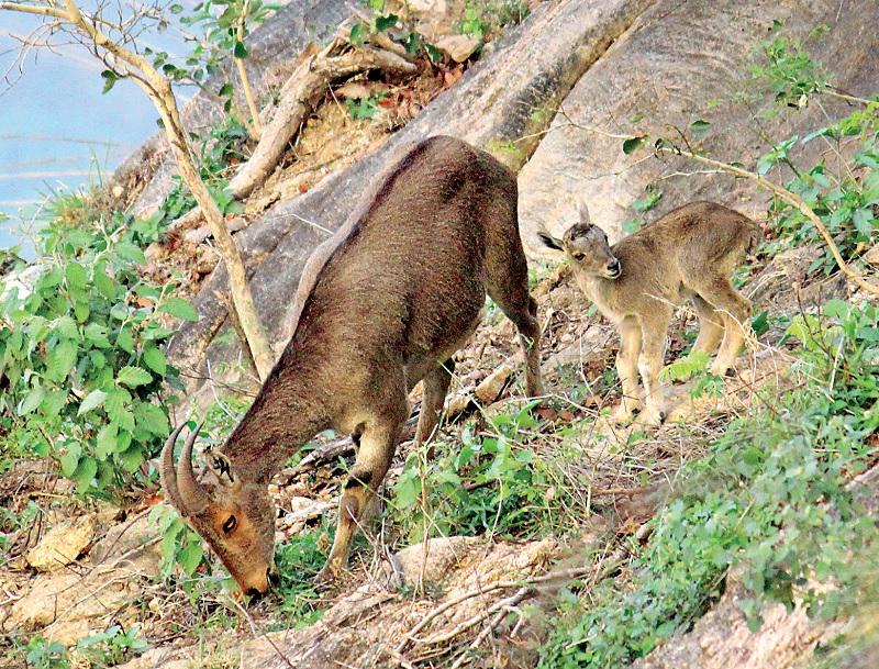 வானகமே இளவெயிலே மரச்செறிவே 17: வரையாடுகளின் காவலர்