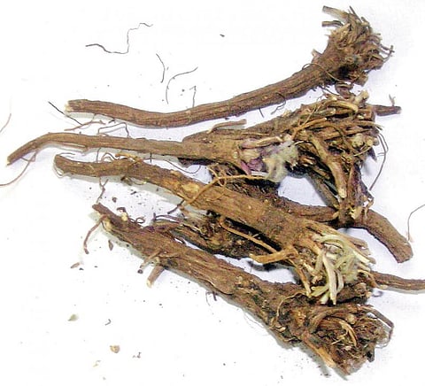 மூலிகையே மருந்து 32: இனிய ஆரோக்கியத்துக்கான ‘காரம்!’