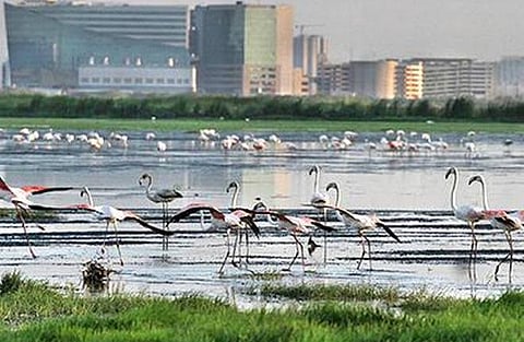 ரூ.1,350 கோடிக்கு அடமானம் வைக்கப்பட உள்ள﻿ பள்ளிக்கரணை இடம் சதுப்பு நிலம் அல்ல﻿; நீதிமன்றத்தில் வனத்துறை பதில் மனு