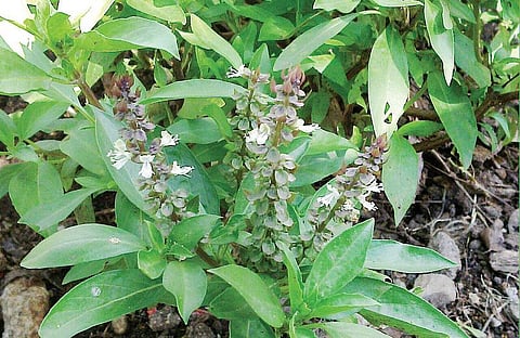 மூலிகையே மருந்து 33: மருந்தாவது ‘திருநீறு..!’