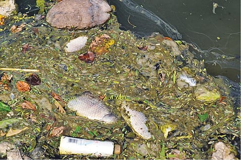 அழுகிய மரம், செடி, கொடிகள்... செத்து மிதக்கும் மீன்கள், மாடுகள்...﻿: நாகை, திருவாரூரில் நாற்றமெடுக்கும் நீர்நிலைகள் - ﻿நோய் பரவாமல் தடுக்க அவசர நடவடிக்கை அவசியம்﻿