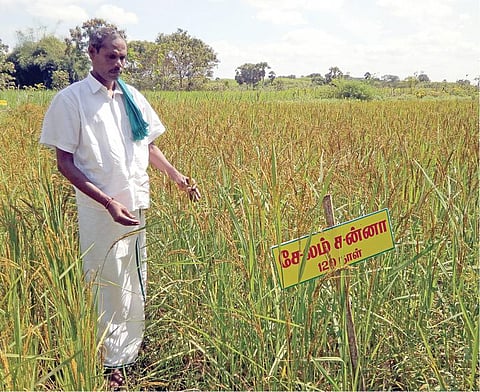 நெல் விதைகள் பாதுகாப்பை இயக்கமாக மாற்றிய ஜெயராமன்﻿