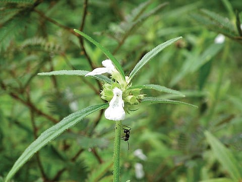மூலிகையே மருந்து 35: தெம்பு தரும் தும்பை