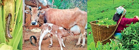 கரும்புப் பயிரிலும் ராணுவப் படைப்புழுக்கள்