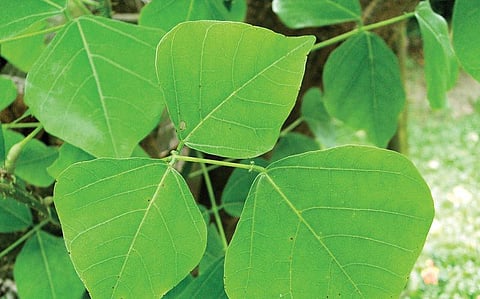 மூலிகையே மருந்து 37: முறுக்கேற்றும் முருங்கை