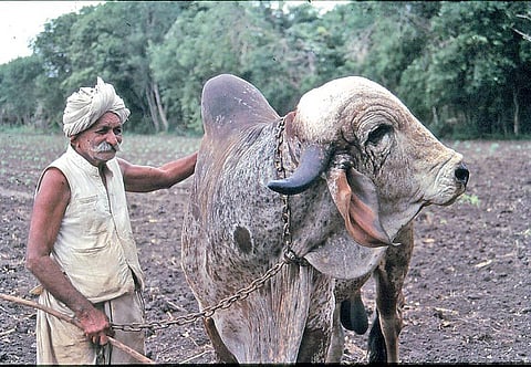 வானகமே இளவெயிலே மரச்செறிவே 19: மறைந்து வரும் பாரம்பரியம்