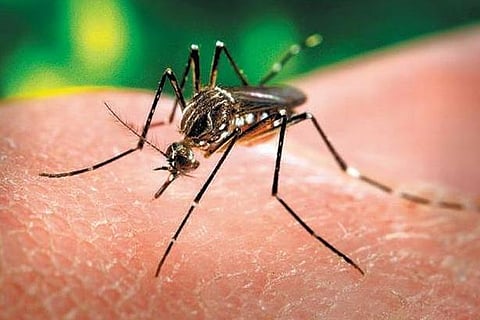 பன்றிக்காய்ச்சலால் 2,458, டெங்குவால் 3,636, பேர் பாதிப்பு: மத்திய அரசு தகவல்