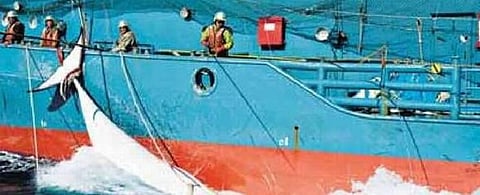 மீண்டும் திமிங்கல வேட்டையில் ஈடுபடவுள்ளோம்: அதிர்ச்சியளித்த ஜப்பான்