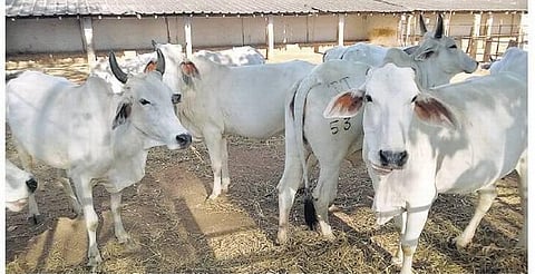 உ.பி.யில் பசுவதை தடுப்பின் பேரில் மீண்டும் தாக்குதல்:  2 பசுக்கள் பலி