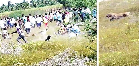 ﻿வாணியம்பாடி அருகே சிறுத்தை தாக்கி 5 பேர் காயம்﻿