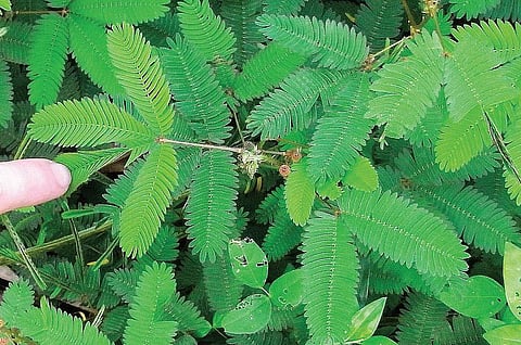 மூலிகையே மருந்து 38: மன அழுத்தம் போக்கும் தொட்டாற்சிணுங்கி