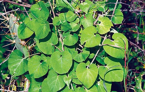 மூலிகையே மருந்து 39: வாதம் போக்கும் உத்தாமணி