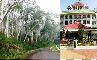 சுற்றுச்சூழலுக்கு அபாயத்தை ஏற்படுத்தும் யூகலிப்டஸ், ஓக் மரங்கள்; அப்புறப்படுத்த நிபுணர் குழு: உயர் நீதிமன்றம் உத்தரவு