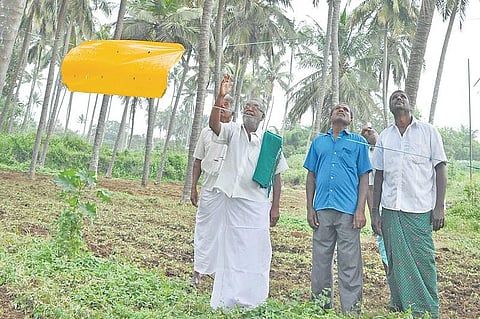 அமெரிக்க ஈயைக் கட்டுப்படுத்தும் மஞ்சள் படுதா