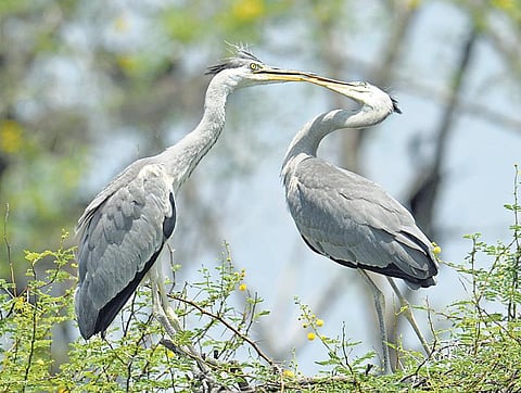இயற்கையைத் தேடும் கண்கள் 29: நின்றாலும் அழகு, பறந்தாலும் அழகு