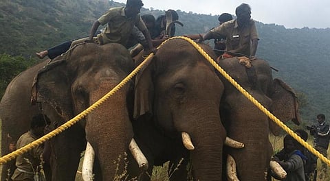 ஒரு காட்டு யானையை பிடிக்க 4 கும்கிகள்: பிடிபட்டது சின்னதம்பி