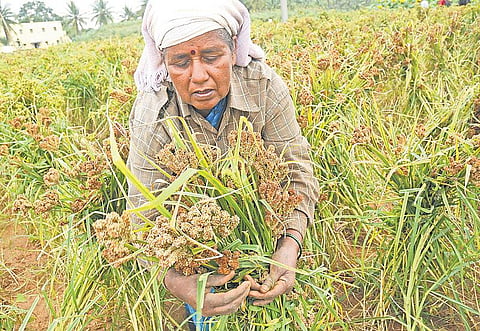 நெல்லுச் சோறும் ராகிக் களியும்
