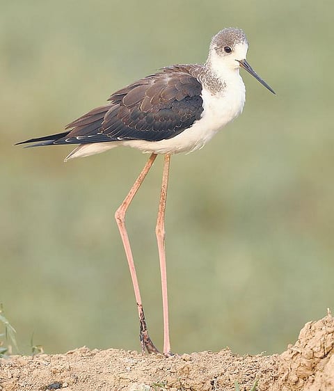 இயற்கையைத் தேடும் கண்கள் 30: இளஞ்சிவப்புக் காலழகி