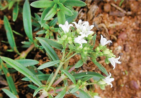 மூலிகையே மருந்து 41: இன்பத்தின் ஆணிவேர் இம்பூறல்