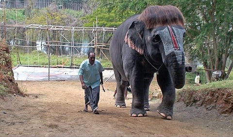 சீவி முடித்து சிங்காரித்து: ஆச்சர்யமூட்டும் மன்னார்குடி செங்கமலம்