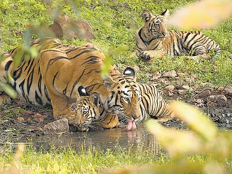 ராஜிவ் மேனனின் புலிக் காதல்