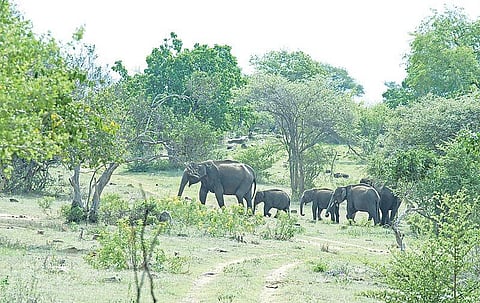 வானகமே இளவெயிலே மரச்செறிவே 21: யானையின் அடிச்சுவட்டில்